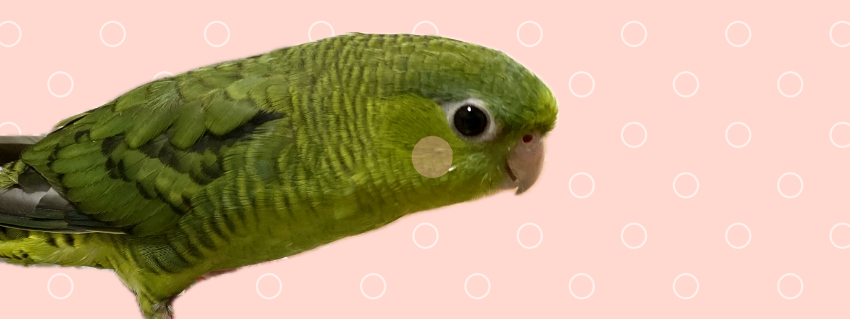 もふもふインコだより　トップ画