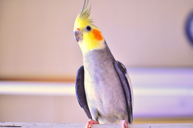 ノーマルのオカメインコ
