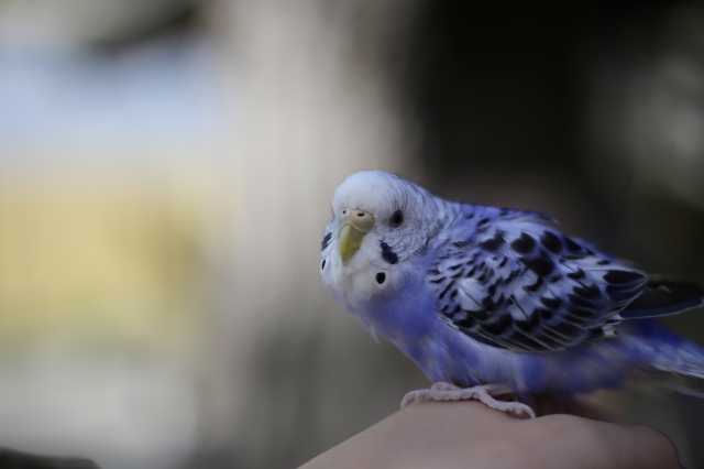 青いセキセイインコのメス