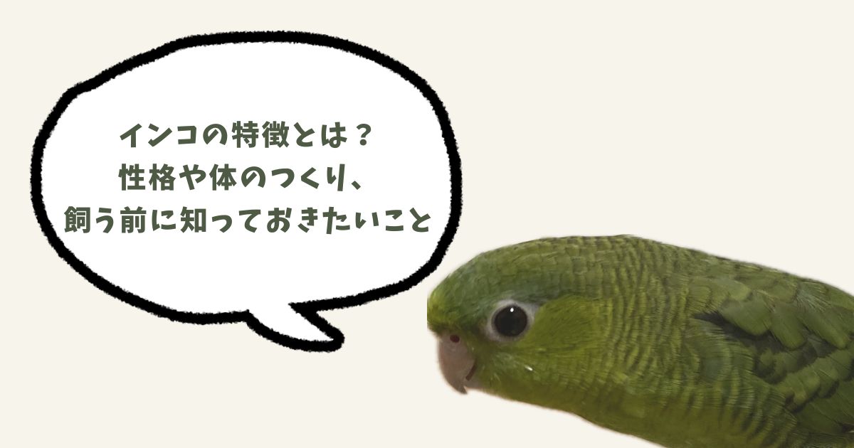 インコの特徴とは？ 性格や体のつくり、 飼う前に知っておきたいことのタイトル
