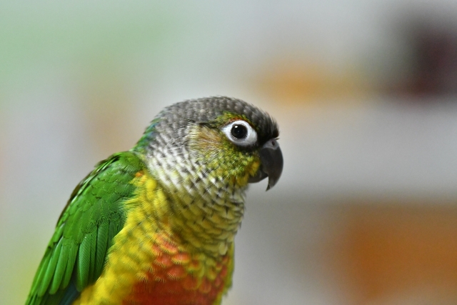 ウロコインコ