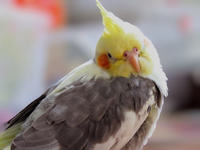 オカメインコ