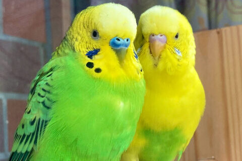 セキセイインコ