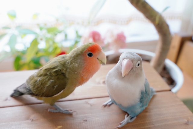 コザクラインコとボタンインコ